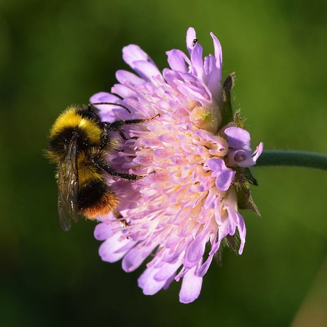 Bumblebee on field scabious, Felixstowe nature reserve
